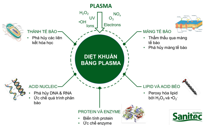 Các tác động của plasma trong quá trình khử khuẩn.