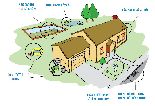Môi trường sống của muỗi xung quanh nhà