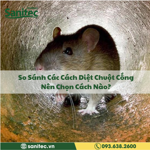So Sánh Các Cách Diệt Chuột Cống: Nên Chọn Cách Nào?