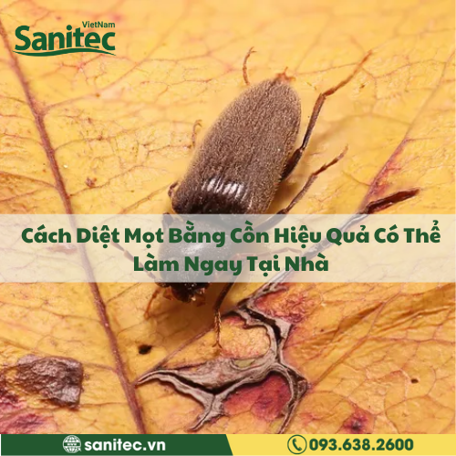 Thông Tin Khoa Học Về Loài Bọ Chét – Những Điều Thú Vị Bạn Chưa Biết