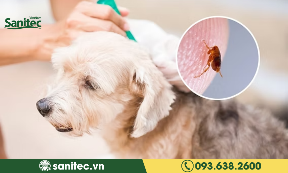 Cách Diệt Bọ Chét Hiệu Quả Trong Nhà Bạn