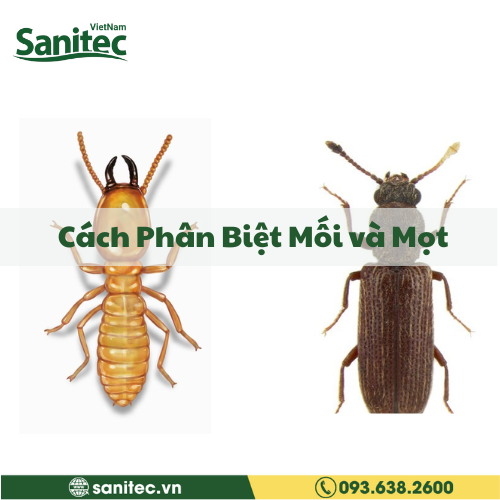 Cách Phân Biệt Mối và Mọt