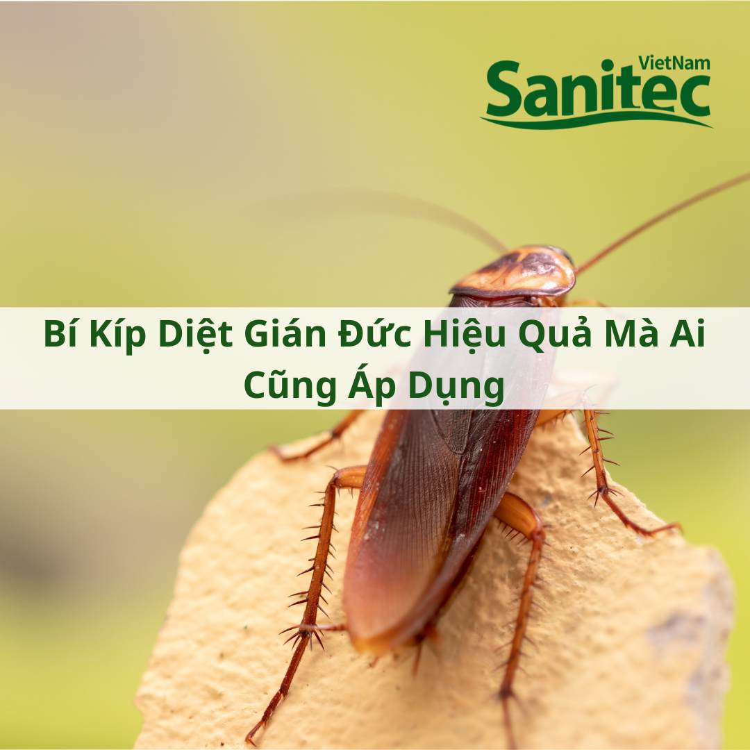 Bí Kíp Diệt Gián Đức Hiệu Quả Mà Ai Cũng Áp Dụng