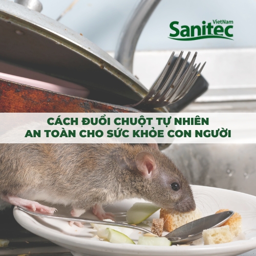 CÁCH ĐUỔI CHUỘT TỰ NHIÊN AN TOÀN CHO SỨC KHỎE CON NGƯỜI