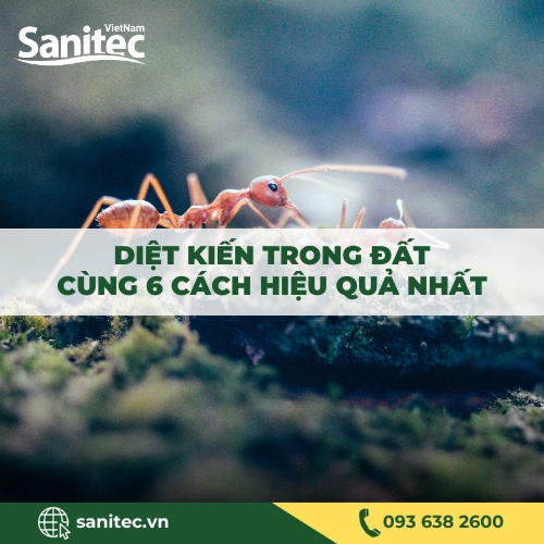 DIỆT KIẾN TRONG ĐẤT CÙNG 6 CÁCH HIỆU QUẢ NHẤT