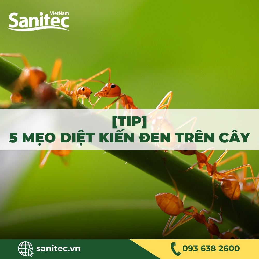 [TIP] 5 MẸO DIỆT KIẾN ĐEN TRÊN CÂY