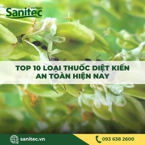 TOP 10 LOẠI THUỐC DIỆT KIẾN AN TOÀN HIỆN NAY