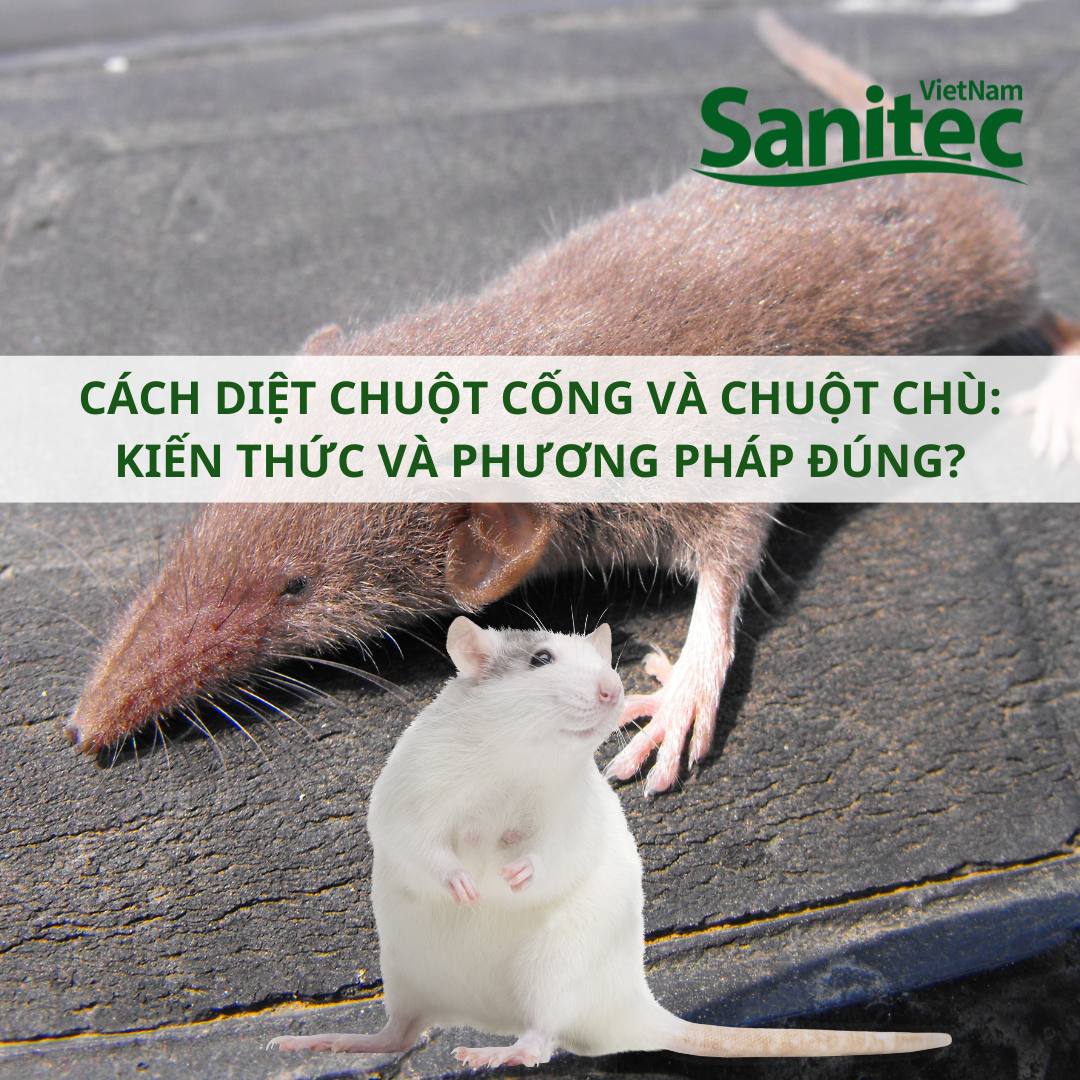 CÁCH DIỆT CHUỘT CỐNG VÀ CHUỘT CHÙ: KIẾN THỨC VÀ PHƯƠNG PHÁP ĐÚNG?