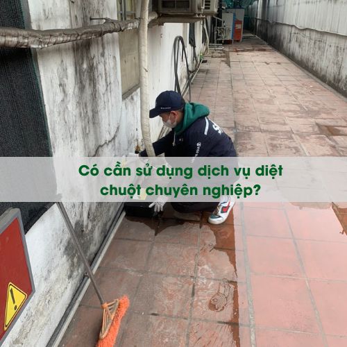 Chuột vẫn xuất hiện sau khi tự diệt? Có cần sử dụng dịch vụ diệt chuột chuyên nghiệp?