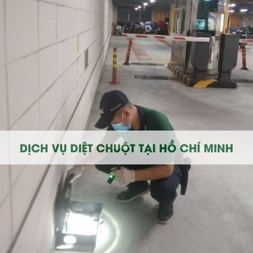 DỊCH VỤ DIỆT CHUỘT TẠI TPHCM