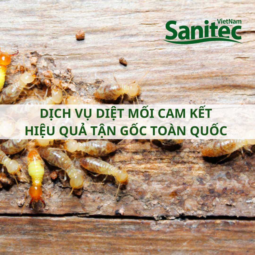 Dịch Vụ Diệt Mối Cam Kết Hiệu Tận Gốc