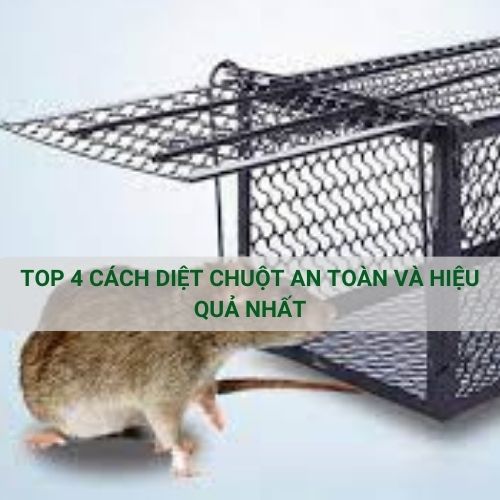 TOP 4 CÁCH DIỆT CHUỘT AN TOÀN VÀ HIỆU QUẢ NHẤT