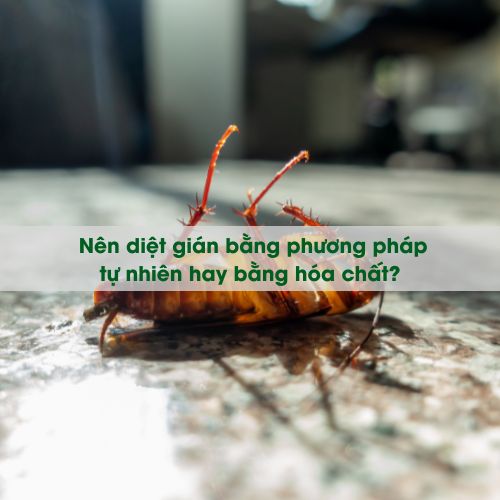 Diệt gián bằng phương pháp tự nhiên và bằng hóa chất: So sánh ưu và nhược điểm