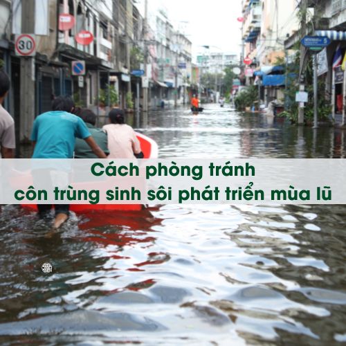 Mưa lũ kéo dài: Cách phòng tránh côn trùng sinh nôi phát triển