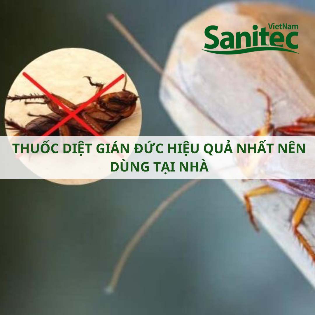 Thuốc Diệt Gián Đức Hiệu Quả Nhất Nên Dùng Tại Nhà