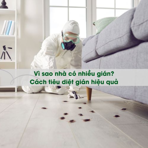 Vì sao nhà có nhiều gián? Cách tiêu diệt gián hiệu quả